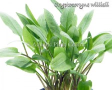 Cryptocoryne willisii